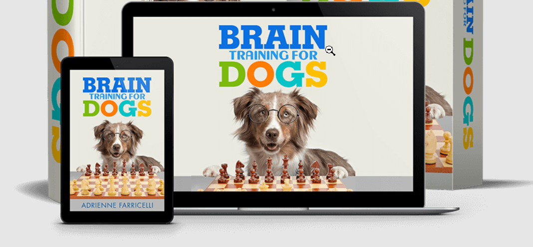 Brain Training for Dogs