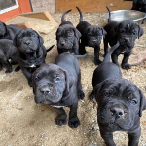 Factors That Influence Cane Corso Puppy Prices